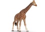 Giraffa femmina