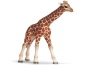Giraffa piccolo