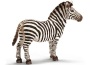 Zebra maschio