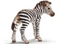 Zebra puledro