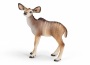 Cucciolo di antilope kudu